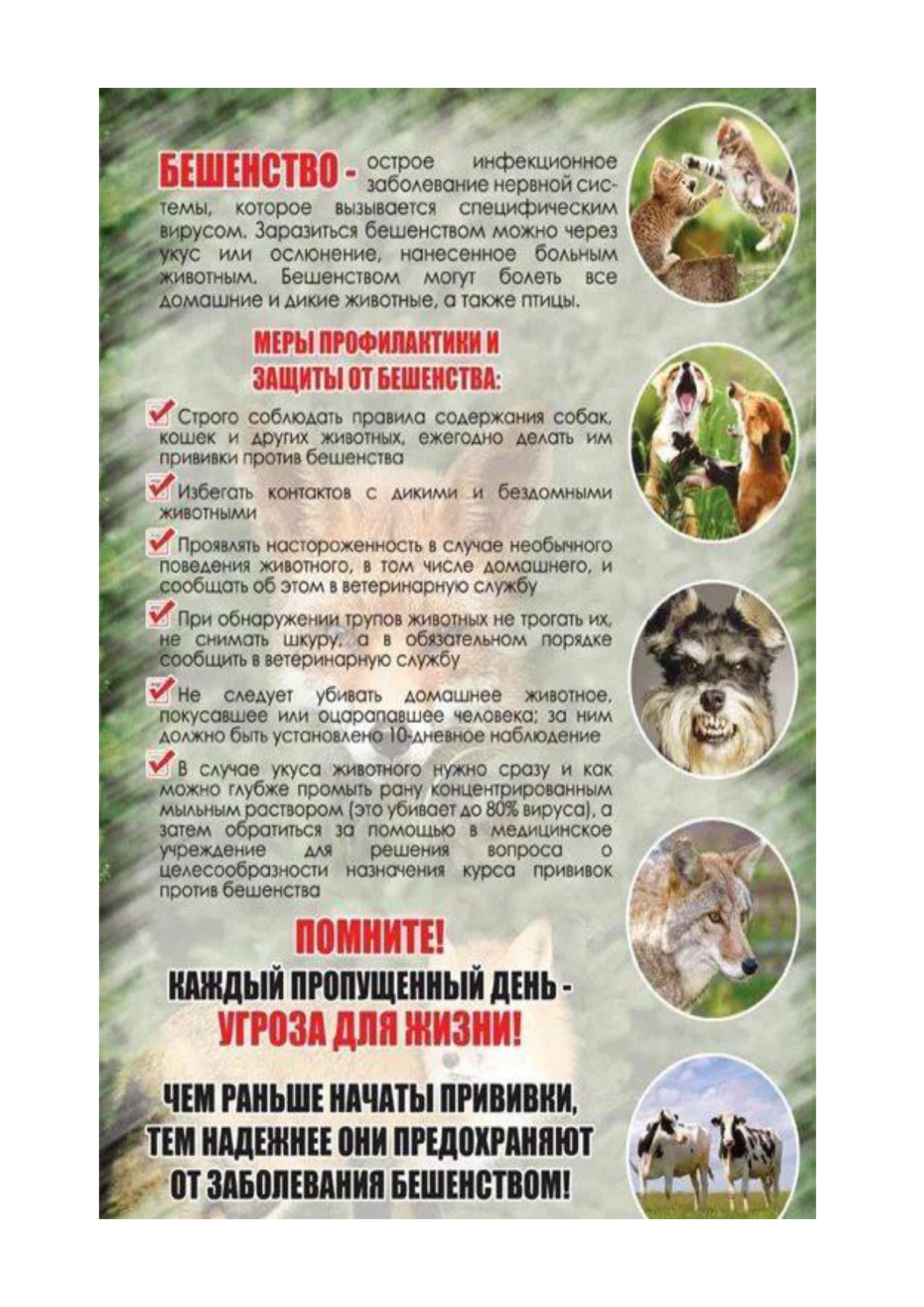 Памятка по бешенству 1 page 0001